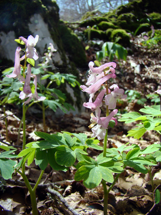 Corydalis cava